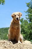 GOLDEN RETRIEVER 1140